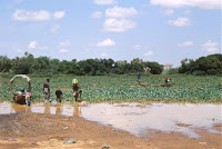 Niger-pirogue