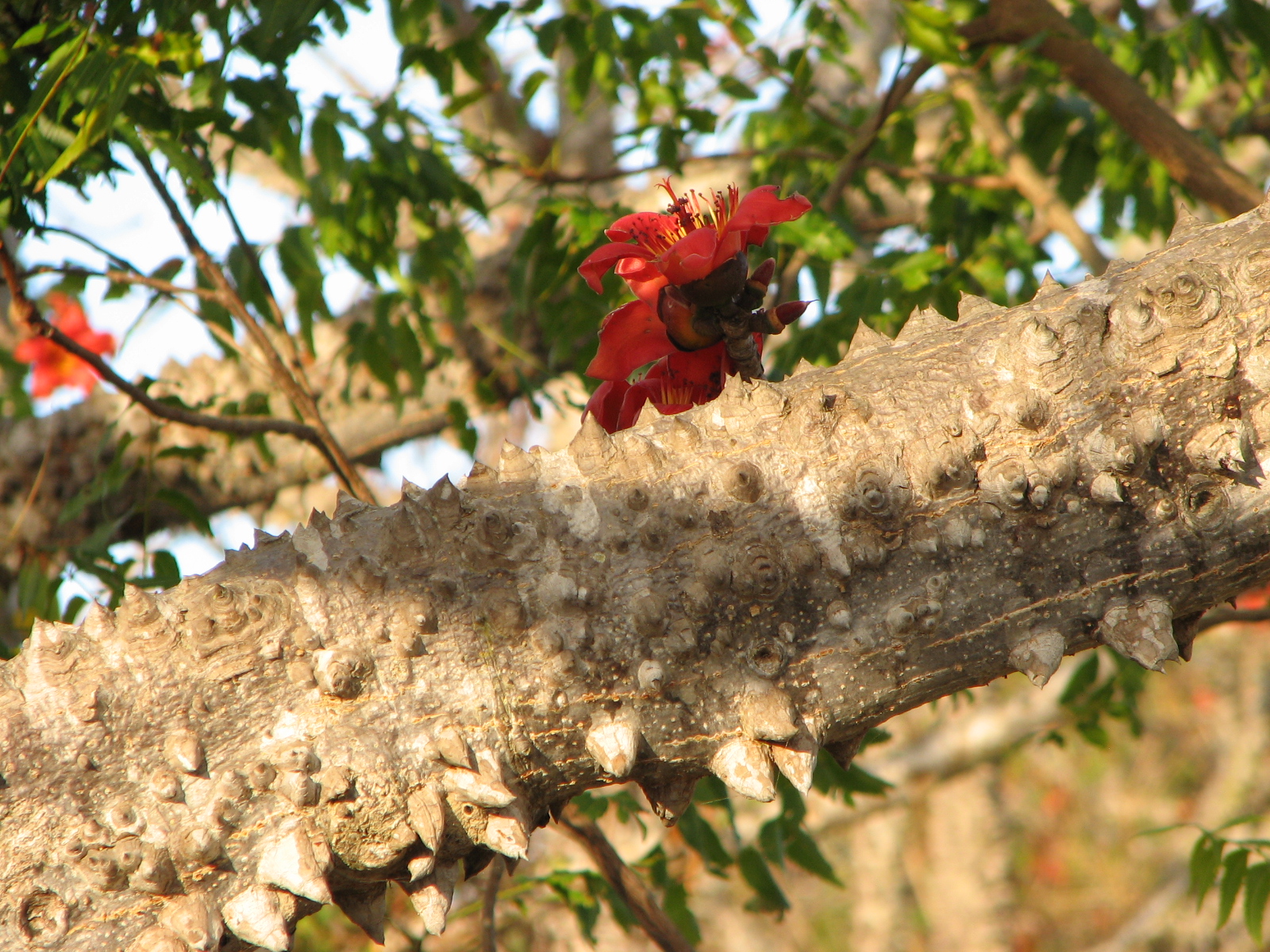 My Dry Tropics Garden Wordless Wednesday Silk Cotton Tree