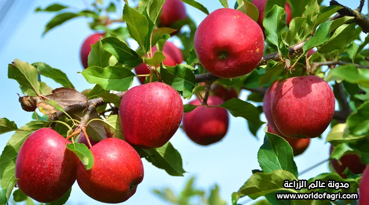 تعرف على كيفية زراعة التفاح من البذور بطريقة صحيحة وسهلة