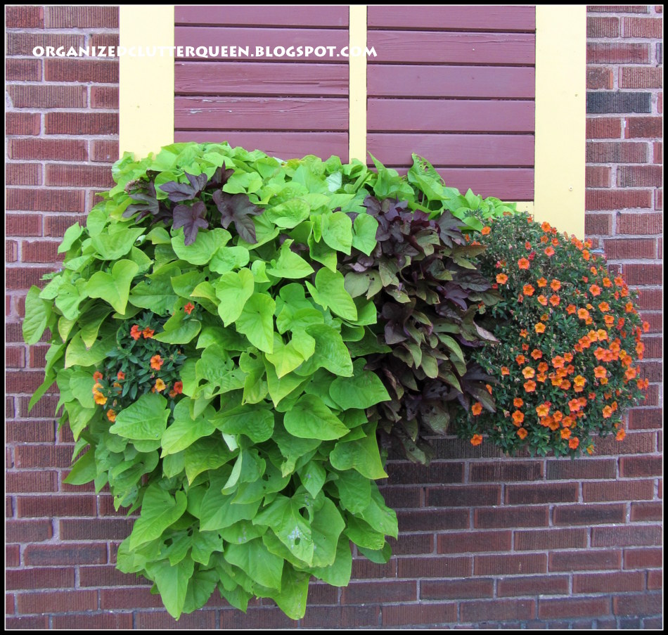 Florez Nursery Sarcococca Confusa Sweet Box
