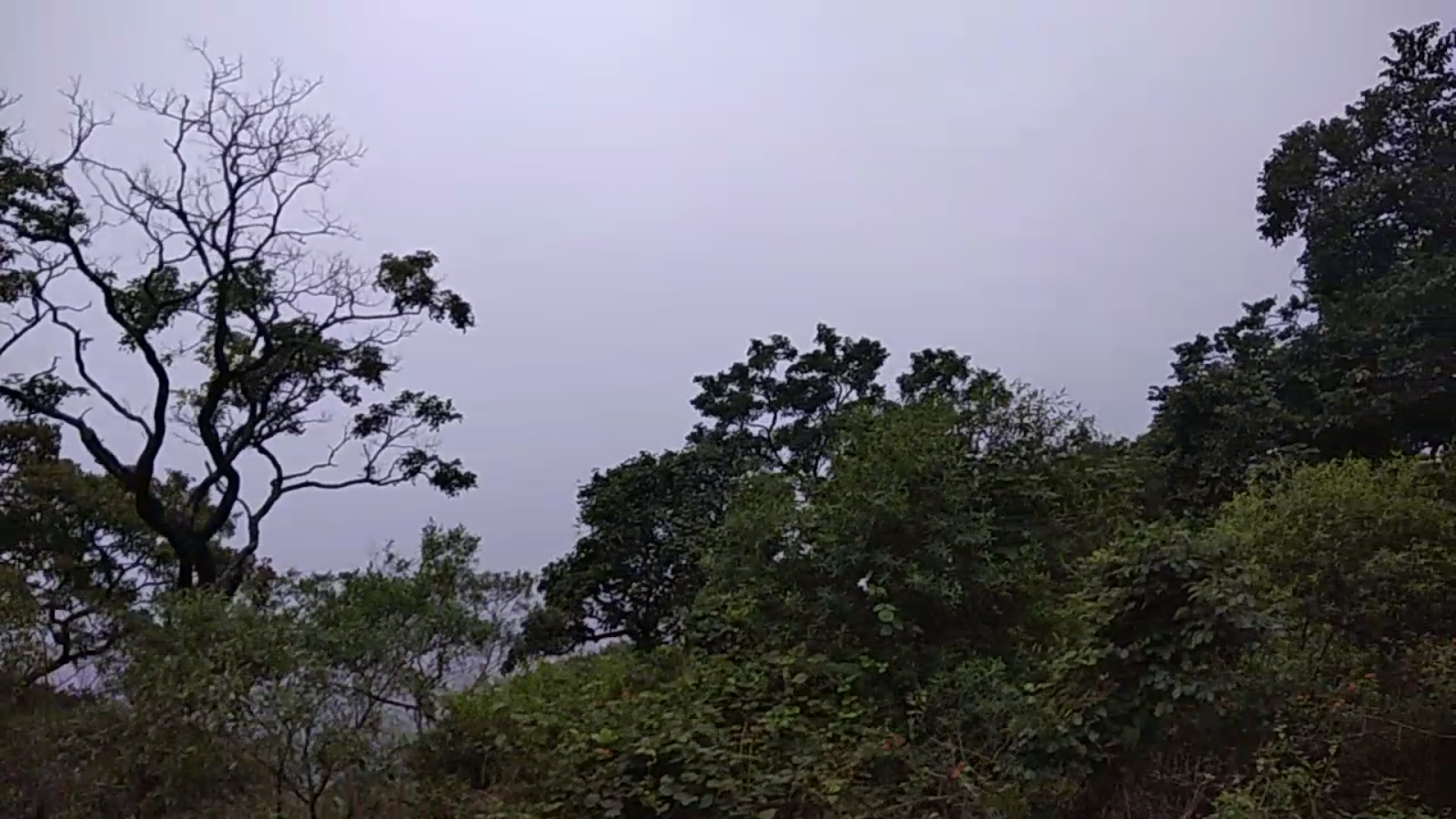 Magical Land Of Green World On Earth TIGER Valley Valparai