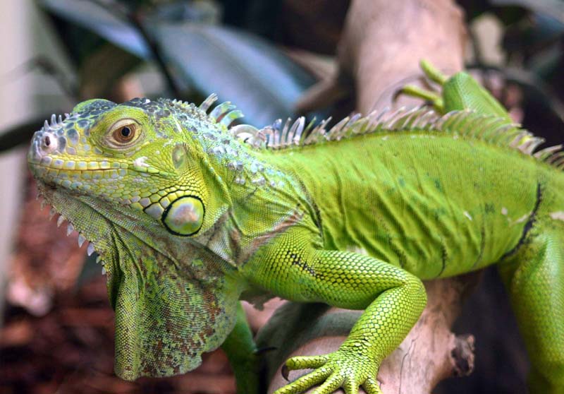 Animales Exoticos Información de la Iguana