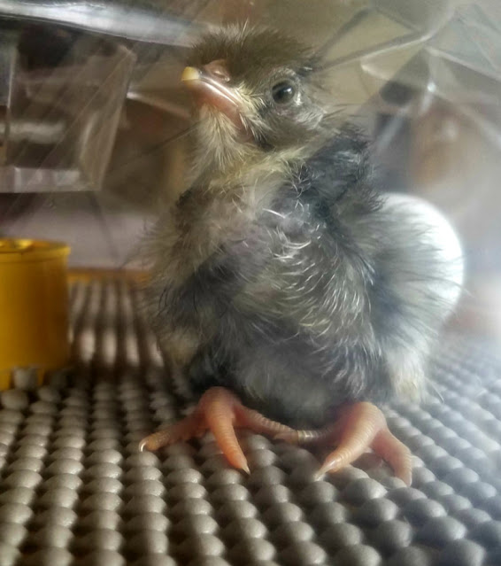 Pros and Cons of Hatching Chicks Broody Hen vs. Incubator Fresh