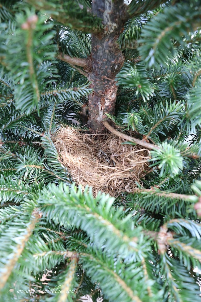 Finding a real bird's nest in my fresh-cut evergreen tree this year was a moment of pure joy.