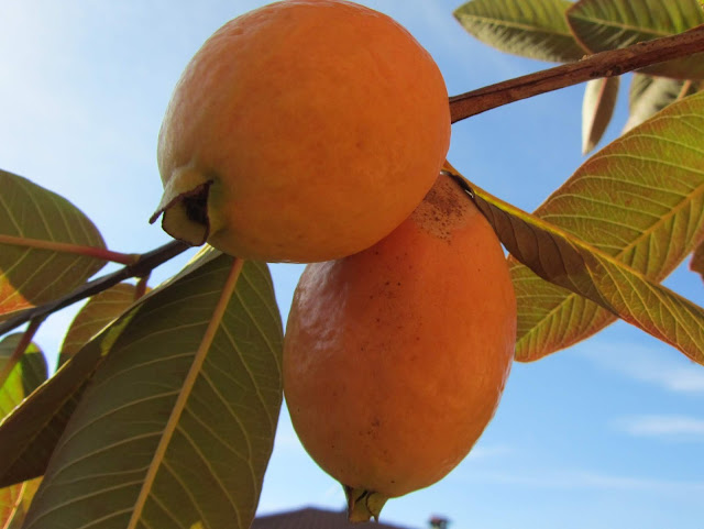 Pianta Di Guava Rosa 'Frutto Grande' - Vaso Ø18 Cm, Altezza 80-100 Cm, Psidium Guajava - Foto 7