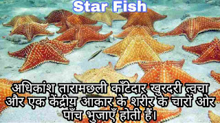 Star Fish Family, Scientific Name, Species, Found, Look like, Types, Feed, Use