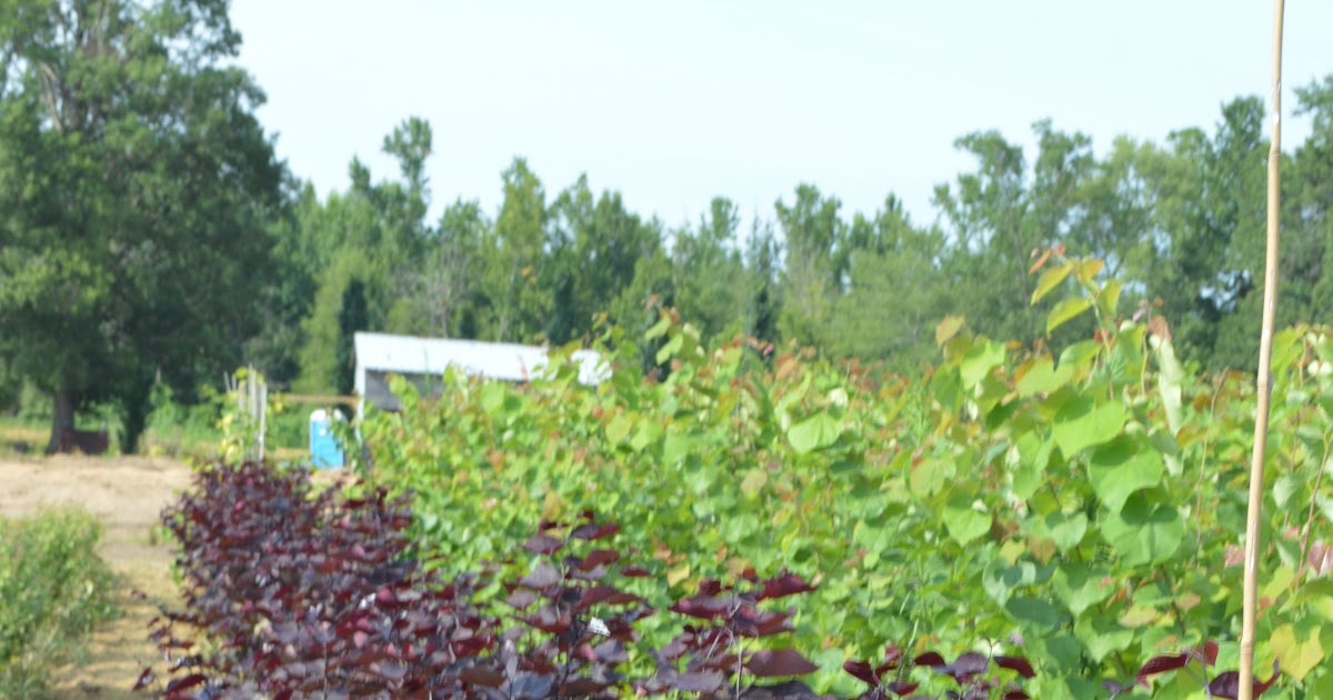 Jackson Nursery New Introductions