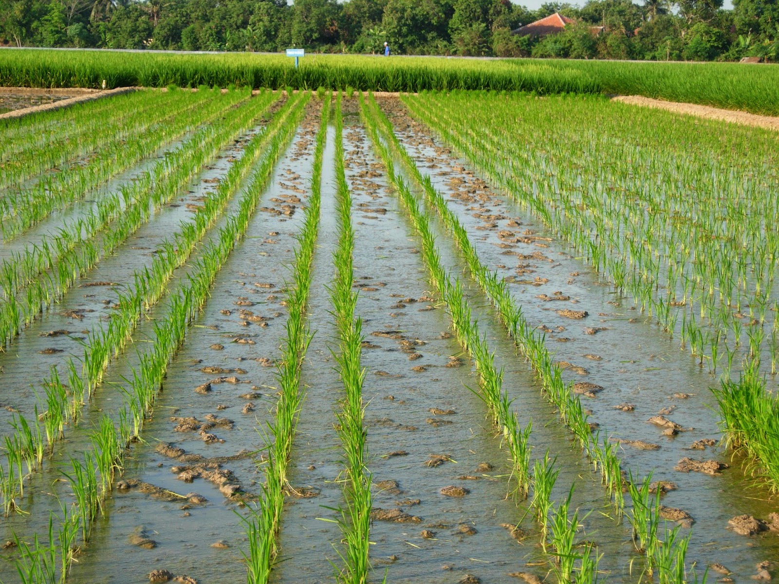 Hybrid Rice Malaysia Apakah itu Padi Hibrid?
