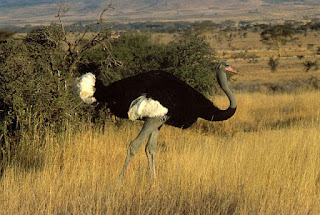 A Somali ostrich in its habitat
