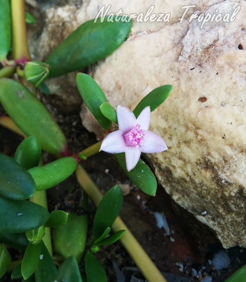 Vista de la flor característica de la planta suculenta Sesuvium portulacastrum