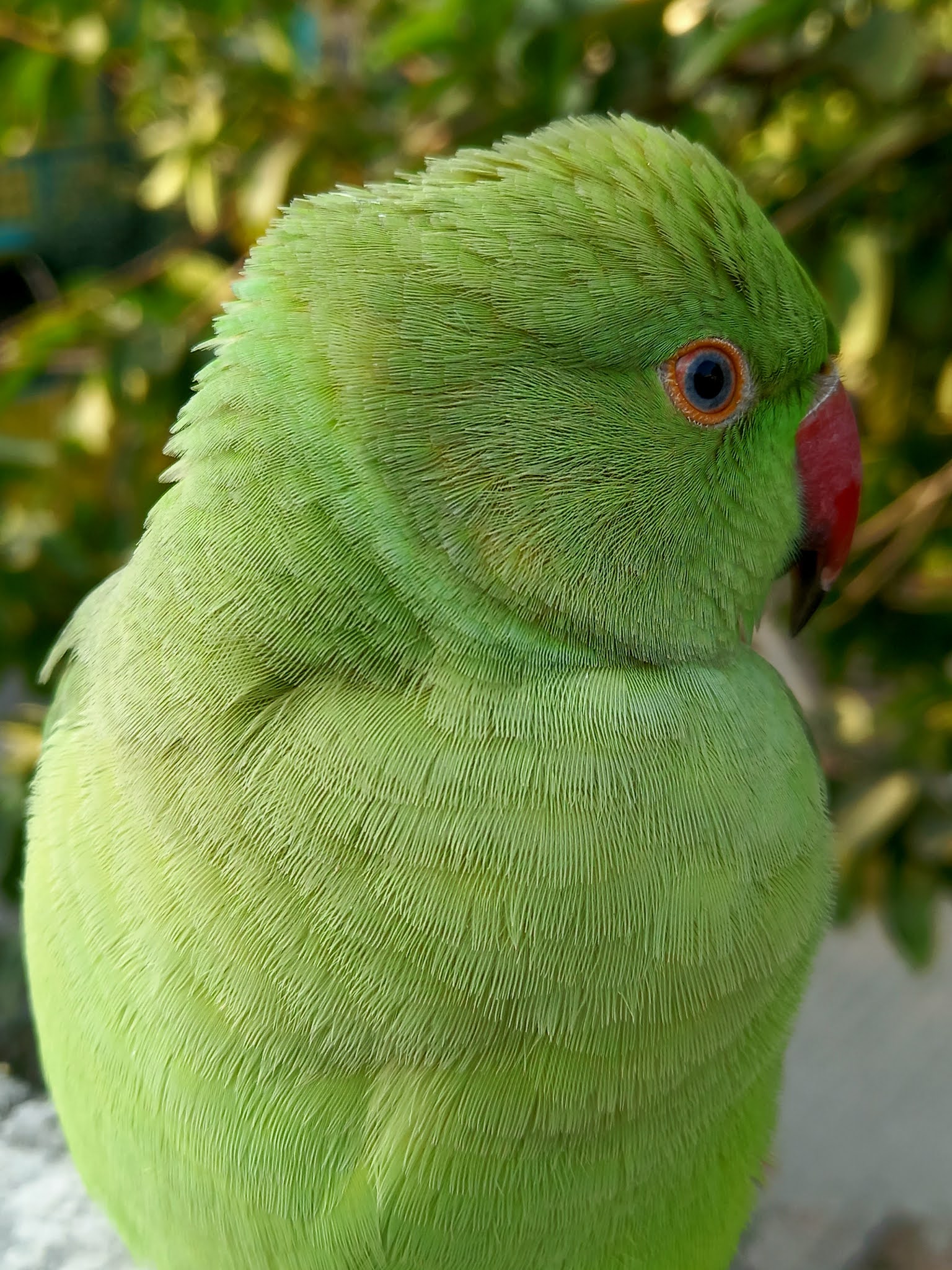 Ringneck Parrot Images