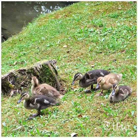 Echos De Mon Grenier Yerres 2 Les Caillebotis De Caillebotte