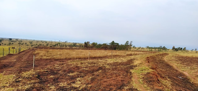 Proprietária de sítio é autuada em quase R$ 20 mil por uso de fogo em área agropastoril e queimada de 34 árvores Proprietária de sítio é autuada em quase R$ 20 mil por uso de fogo em área agropastoril e queimada de 34 árvores