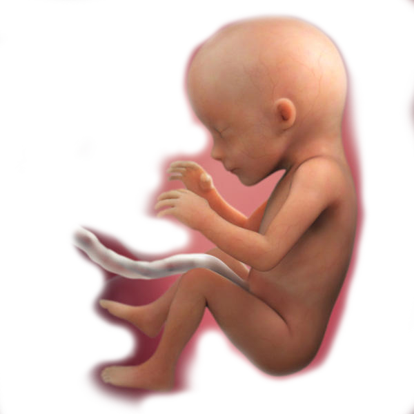 पांचवे महीने में शिशु का विकास – 17 सप्ताह, 18 सप्ताह | Baby development in 5th Month of Pregnancy