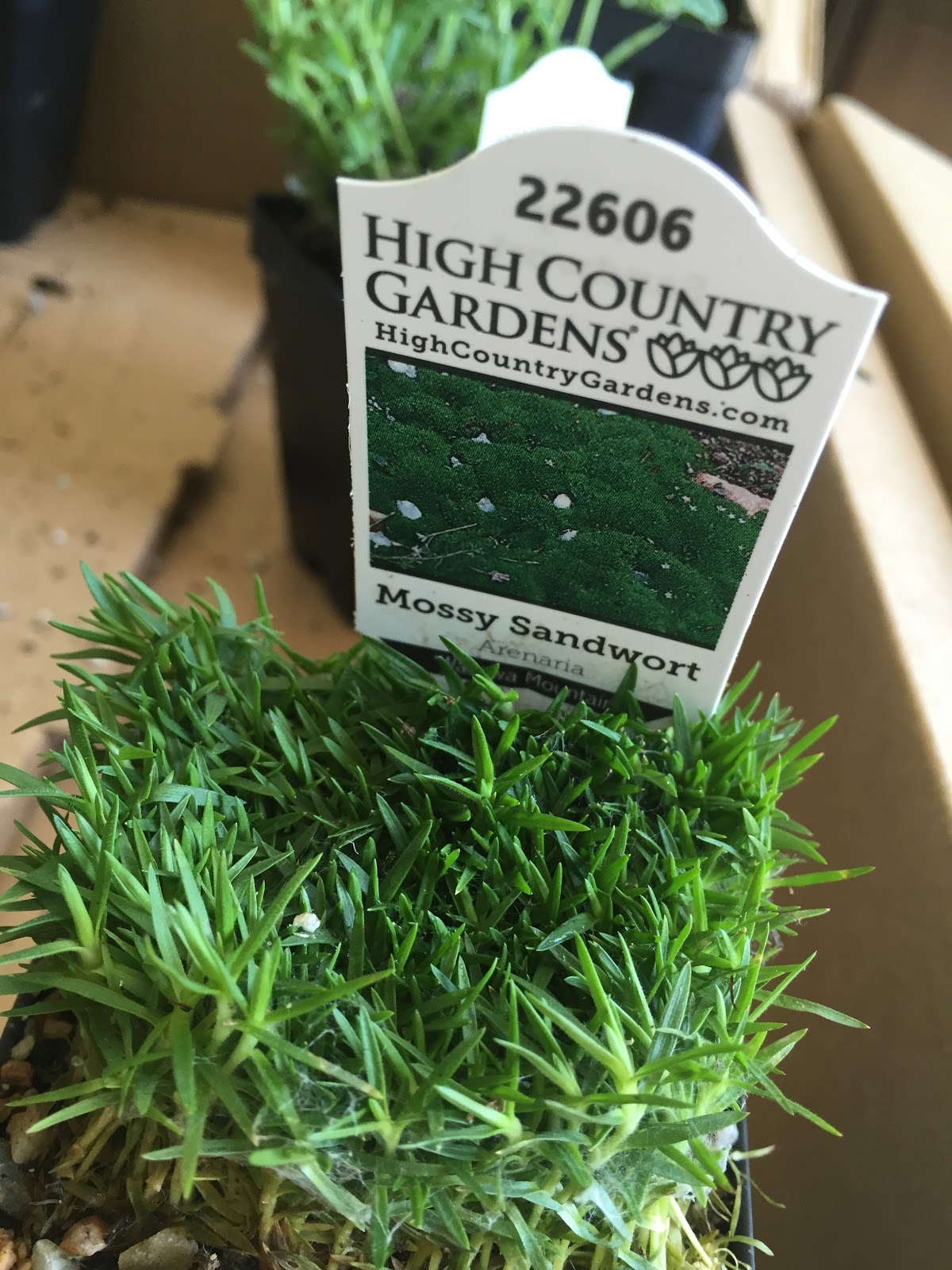 Arenaria 'Wallowa Mountains' Mossy Sandwort [Backyard Neophyte