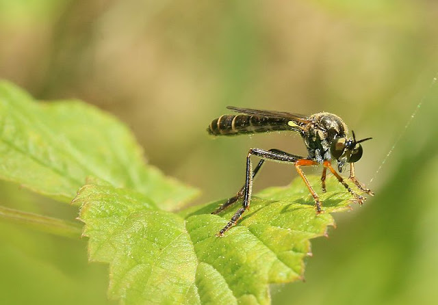 Naturwunder Ein paar Raubfliegen (Schlegler Teiche, Schanzberg