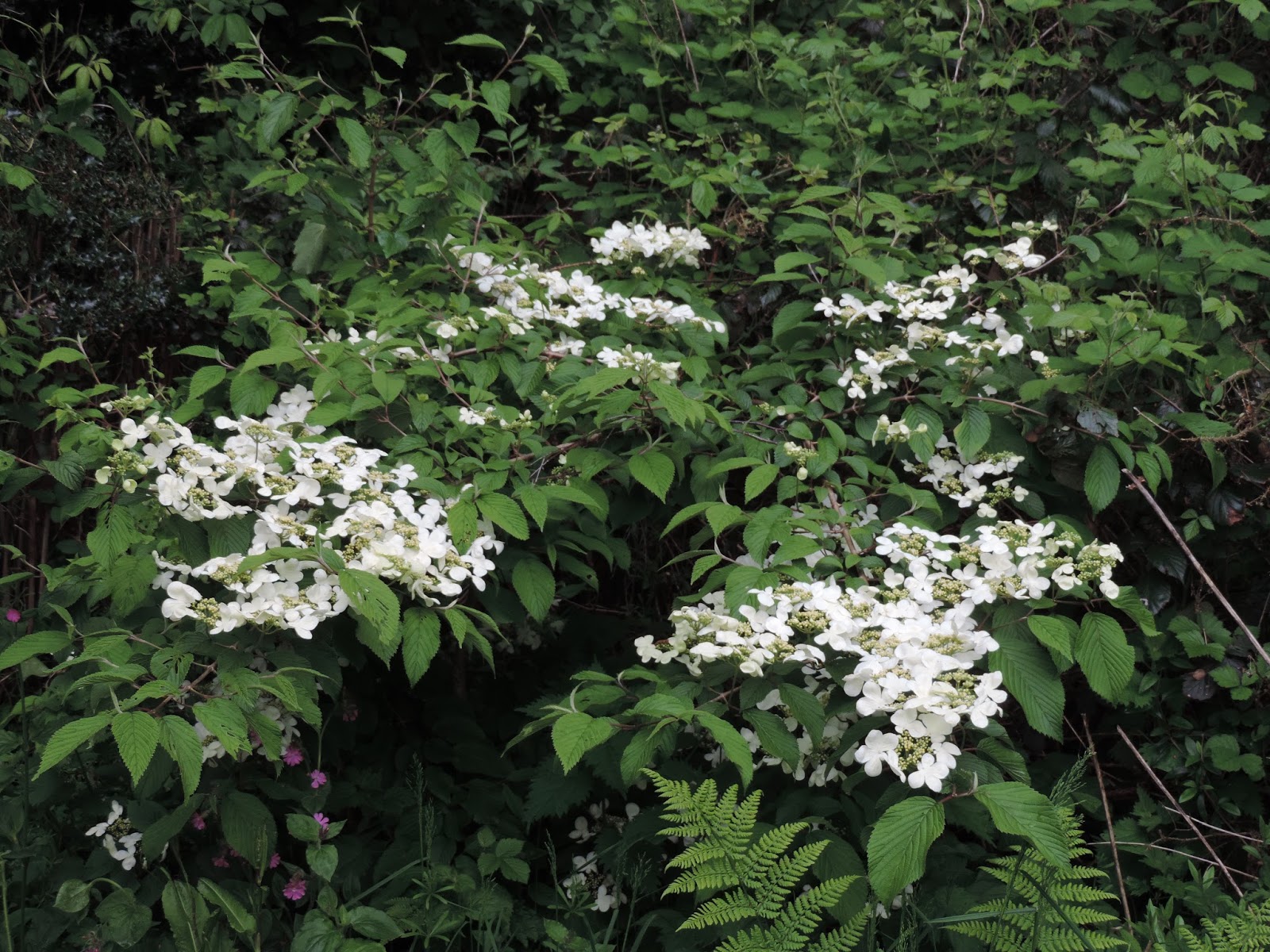 Ramblings of a Naturalist House Circuit (7) Whiteflowering trees and