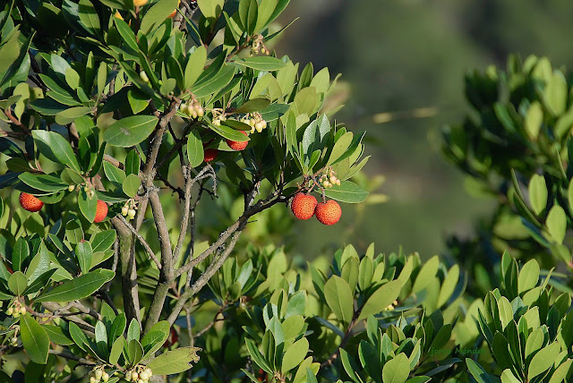 Frutos maduros y flores del madroño Arbutus unedo en Asturias