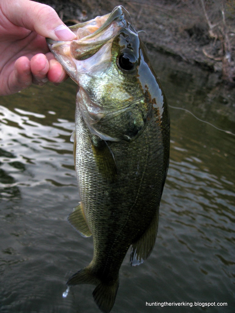 Fall Bass Fishing in the IE - Hunting the River King