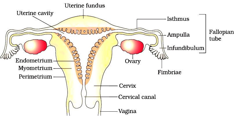 Welcome to the Living World: Human Reproduction - Notes | Class 12