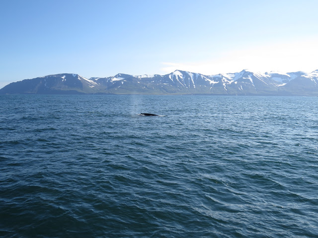 Día 11 (Dalvík - Siglufjörður - Hofsós) - Islandia Agosto 2014 (15 días recorriendo la Isla) (6)