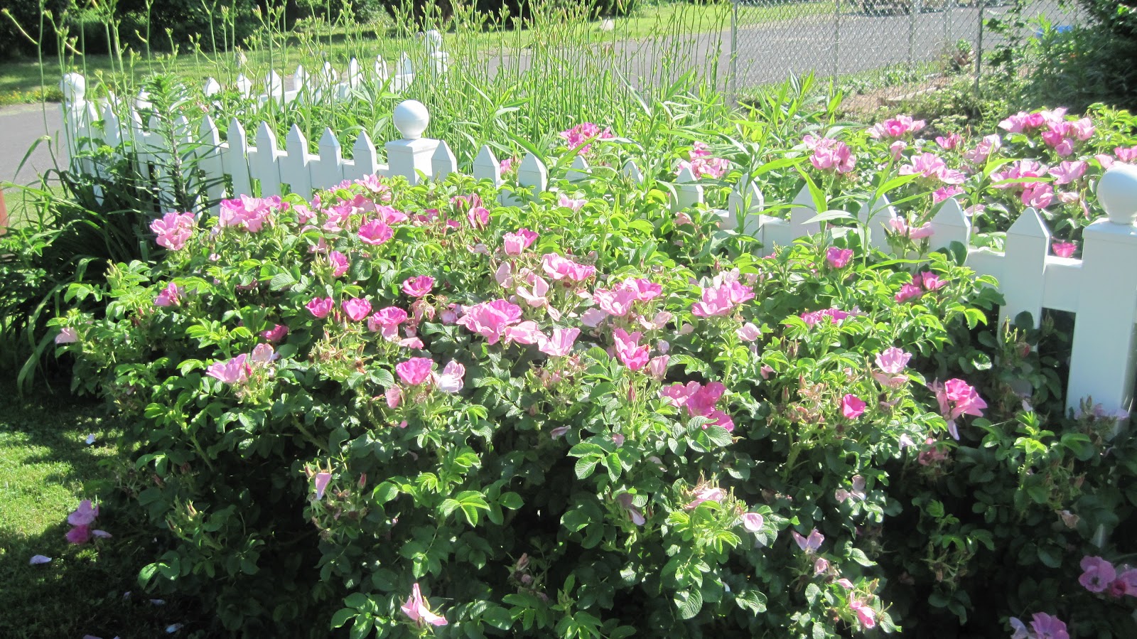 Moon*&*Stars Studio: Flower Essence~ Rosa Rugosa