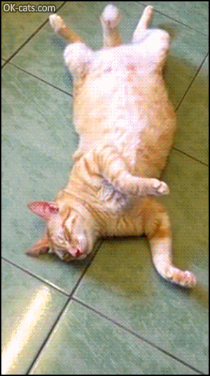 Funny Cat GIF • Sleepy cat wakes up from sound of cat food can and asks for fresh food [ok-cats.com]