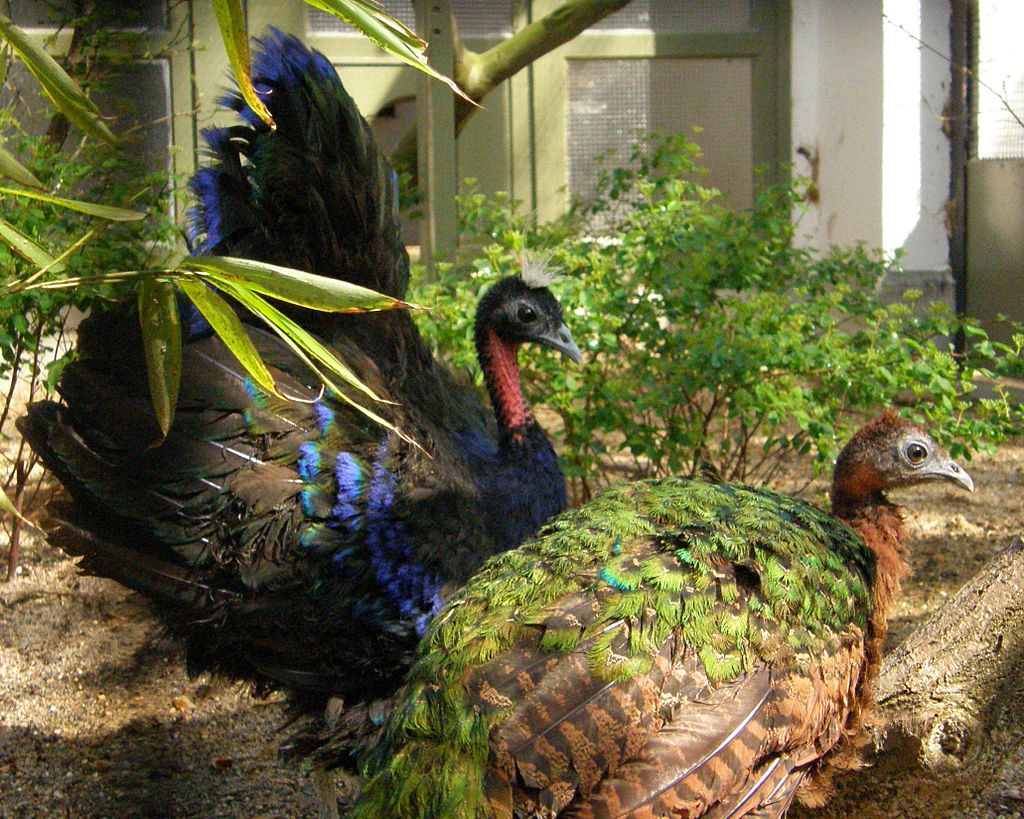 Congo Peafowl Bird Information and Pictures Amazing Pets For You