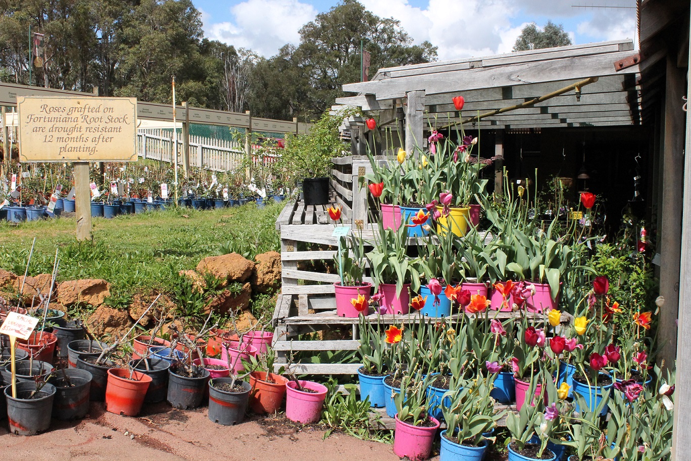 umiyumi2 our life in perth, WA Melville Nurseries & Rose Heritage Cafe