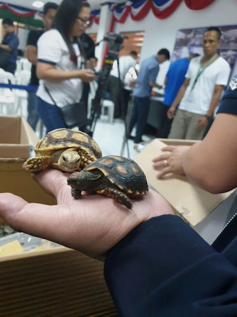 philippines,former colonies in asia,countries in asia,1500 live turtles found wrapped,1500 live turtles found wrapped in duct tape at manila airport,1500 live turtles found,manila philippines time,1500 live turtles,singapore dollar to philippine peso,philippine,philippe edouard,improves your listening skills,how to build a secret house in minecraft,red ribbon philippines,maritime southeast asia,live, 1500, turtles, turtles and tortoises, luggage
