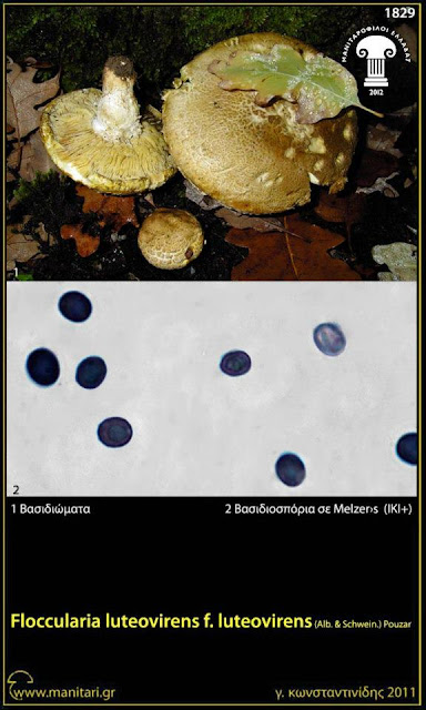 Floccularia luteovirens f. luteovirens (Alb. & Schwein.) Pouzar