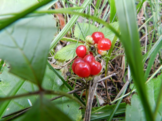 Ягоды костяники