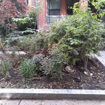 Toronto Harbord Village pollinator garden renovation before by Paul Jung Gardening Services--a Toronto Gardening Company