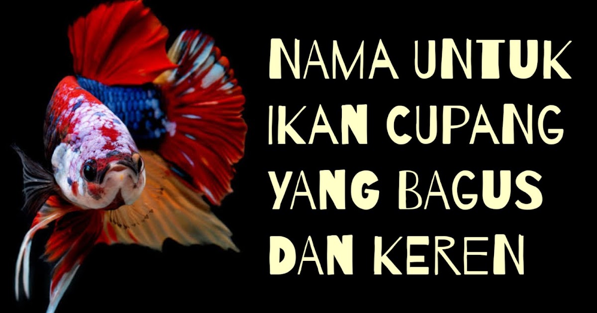 100 Nama Ikan Cupang Yang Bagus Cantik Lengkap Sama 100 Nama Ikan Cupang Yang Bagus Cantik Lengkap Sama