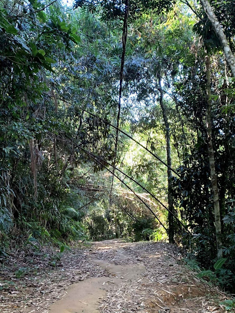 Praia do Sono em Paraty trilha demarcada em meio a mata de Paraty no rio de janeiro