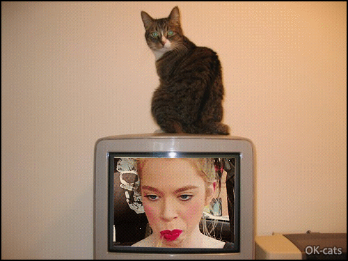 Art Cat GIF • Haha kitty, look at these ugly funny faces on TV. “WHAT? Funny face? Where?” Art Cat GIF • Haha kitty, look at these ugly funny faces on TV. “WHAT? Funny face? Where?”