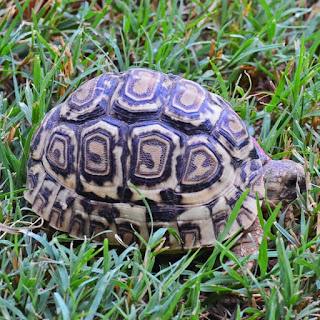 tortuga leopardo