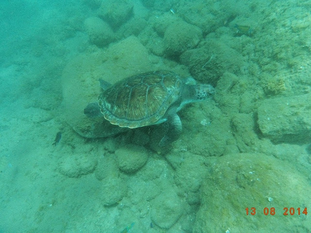 Meeresschildkröte beim Schnorcheln 02