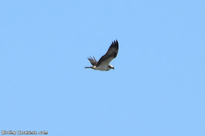 Àguila pescadora (Pandion haliaetus)