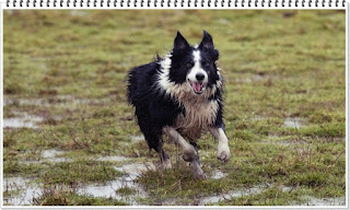 영리한 개 보더콜리 지능 탈모 10