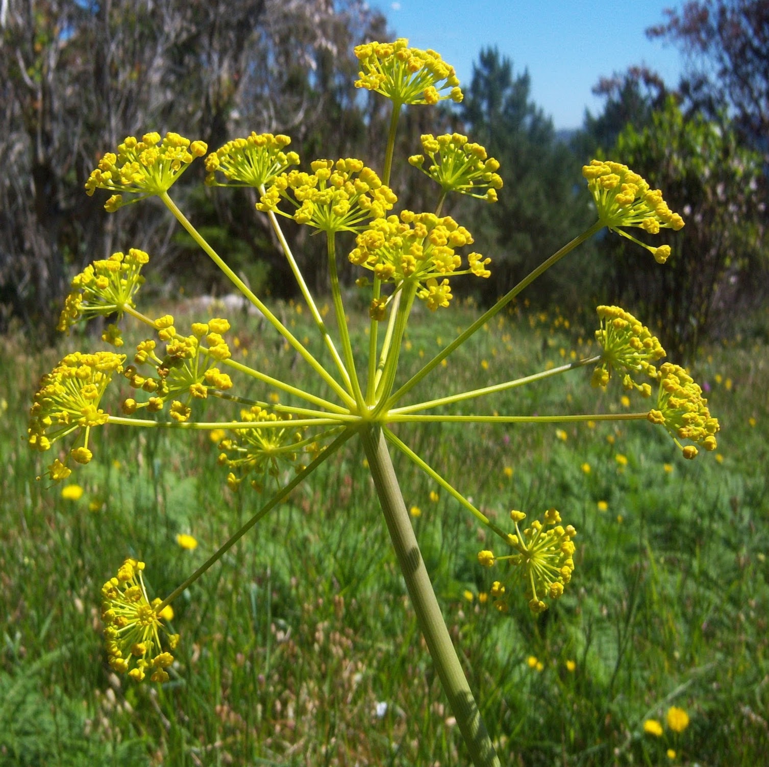 BLOG LENGUA CASTELLANA Y LITERATURA 3º ESO SOLUCIÓN C.AGENTE