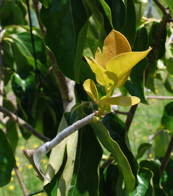 chocolate persimmon graft