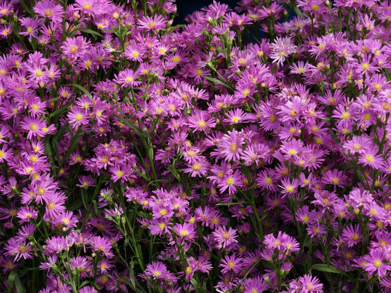 XS Wallpapers HD: Aster Flowers Wallpapers