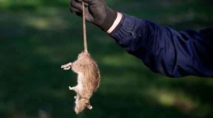 Rodent Control Services TX