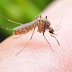 Tips Mencegah Nyamuk Demam Berdarah