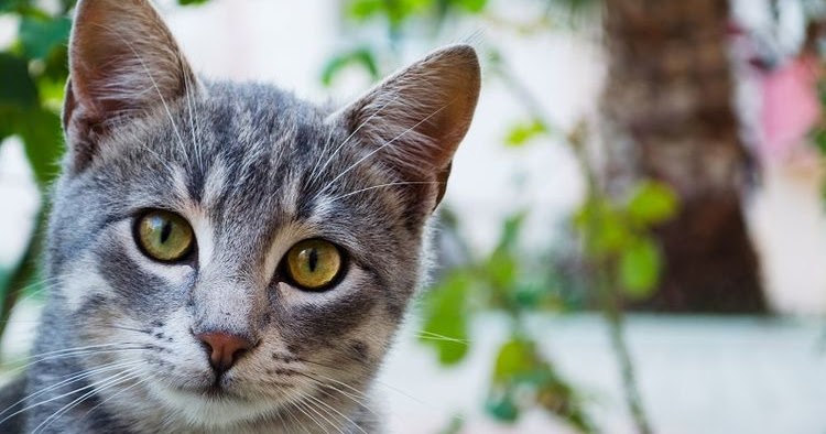 √Pengertian Deskripsi Eksplanatori Lengkap dengan