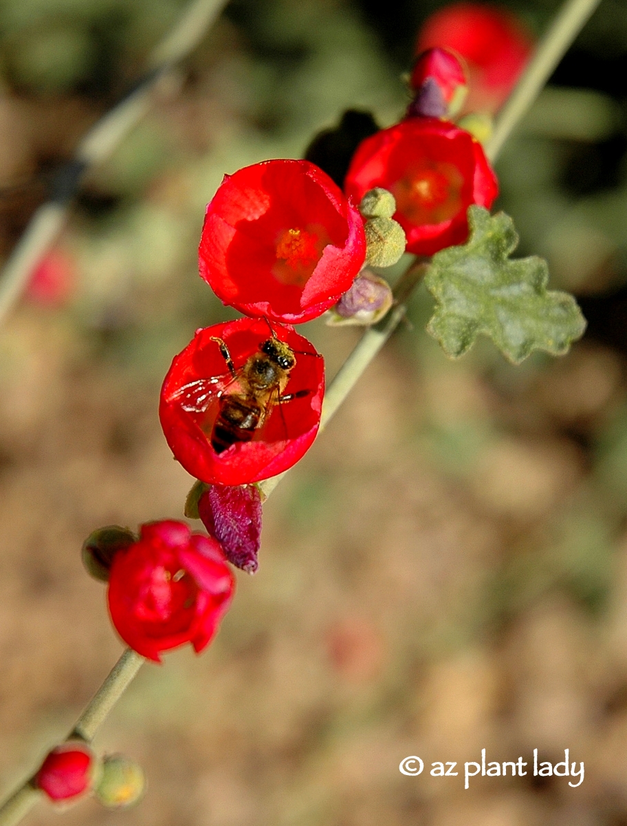 Drought Tolerant and Beautiful Globe Mallow Ramblings from a Desert