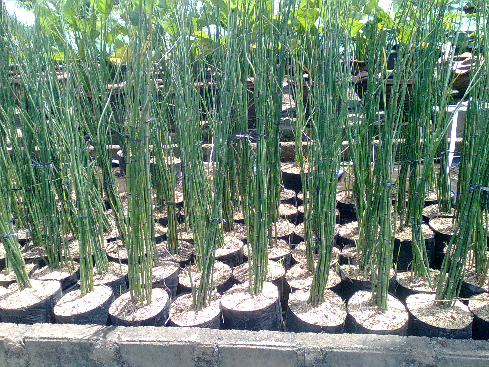 Jual Bambu Taman | Tanaman Pagar | Tukang Taman | TUKANG TAMAN