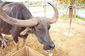 elder water buffalo