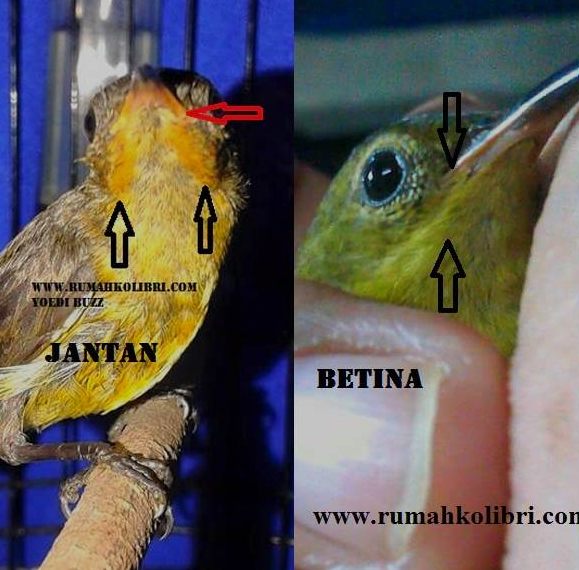 Dunia Kicau CARA JITU MEMBEDAKAN KONIN IJOAN JANTAN DAN